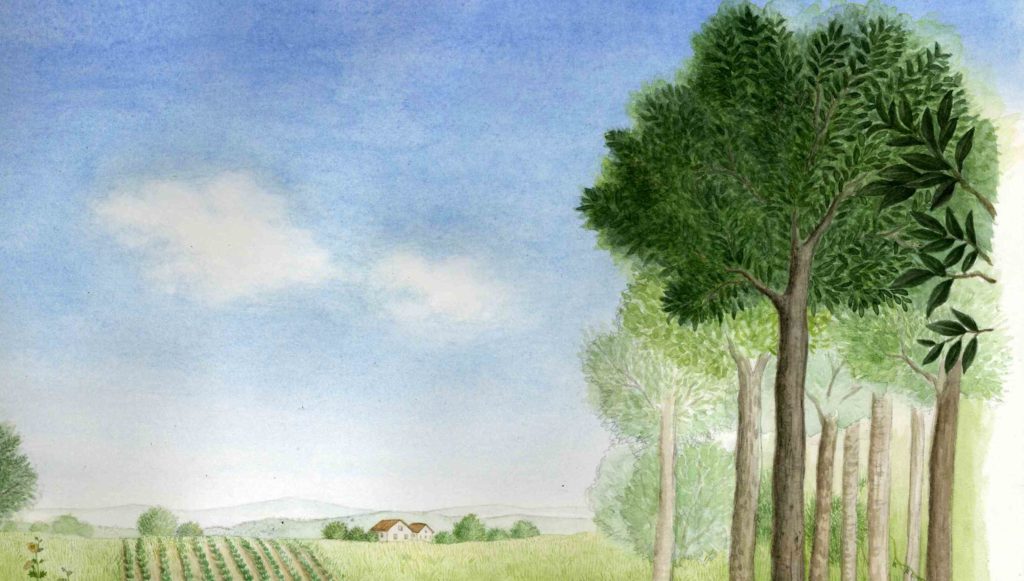 絵本の画家 Gabriel Pacheco ガブリエル パケコ  の技法